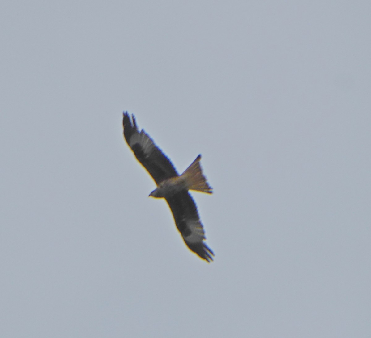 Red Kite - ML620216259