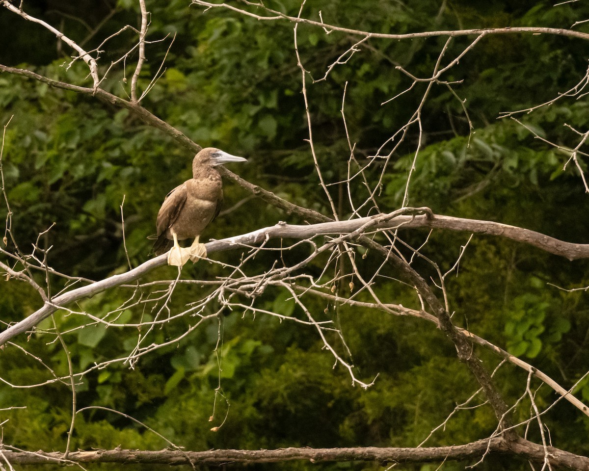 Brown Booby - ML620216260