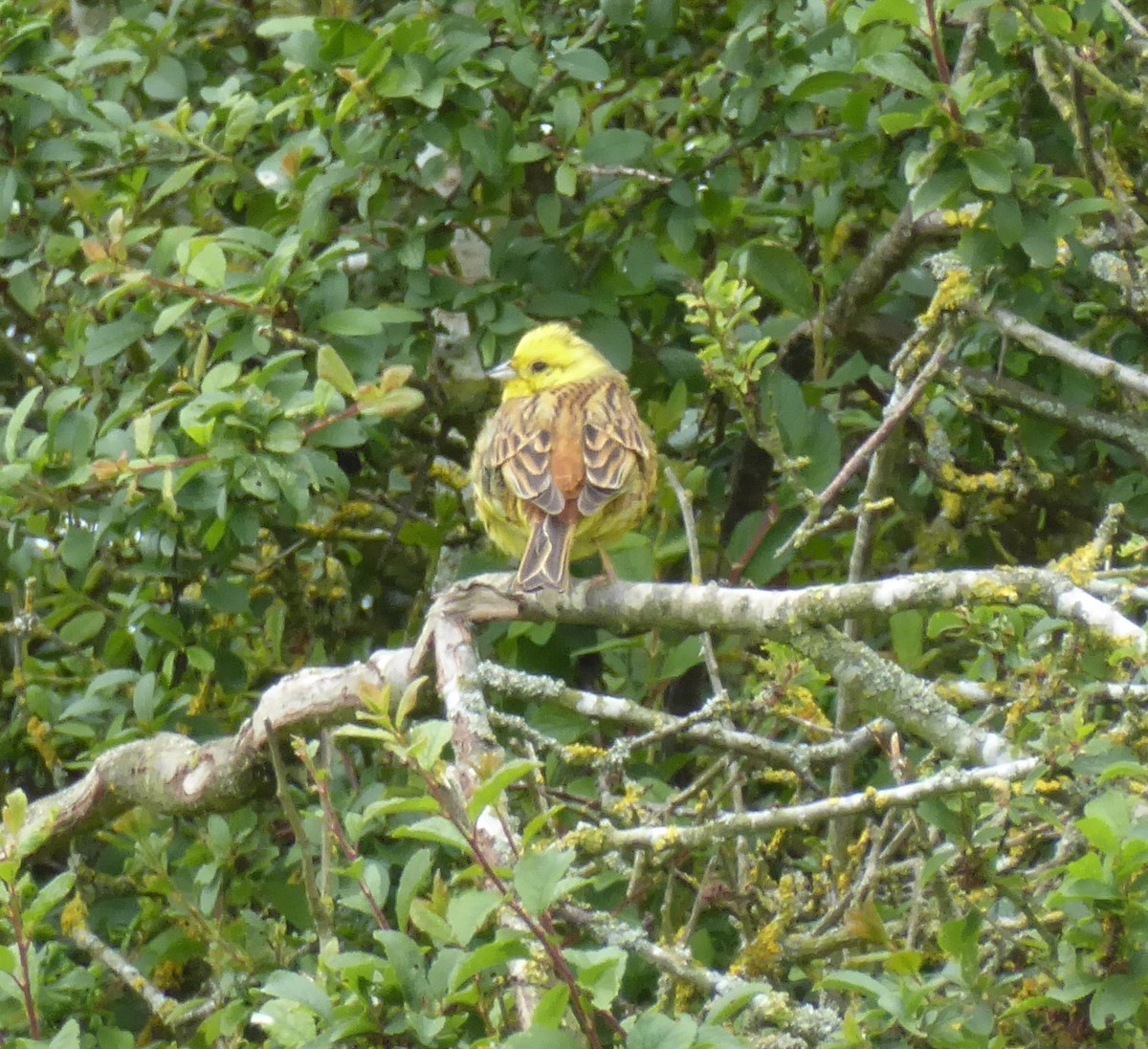 Yellowhammer - ML620216263