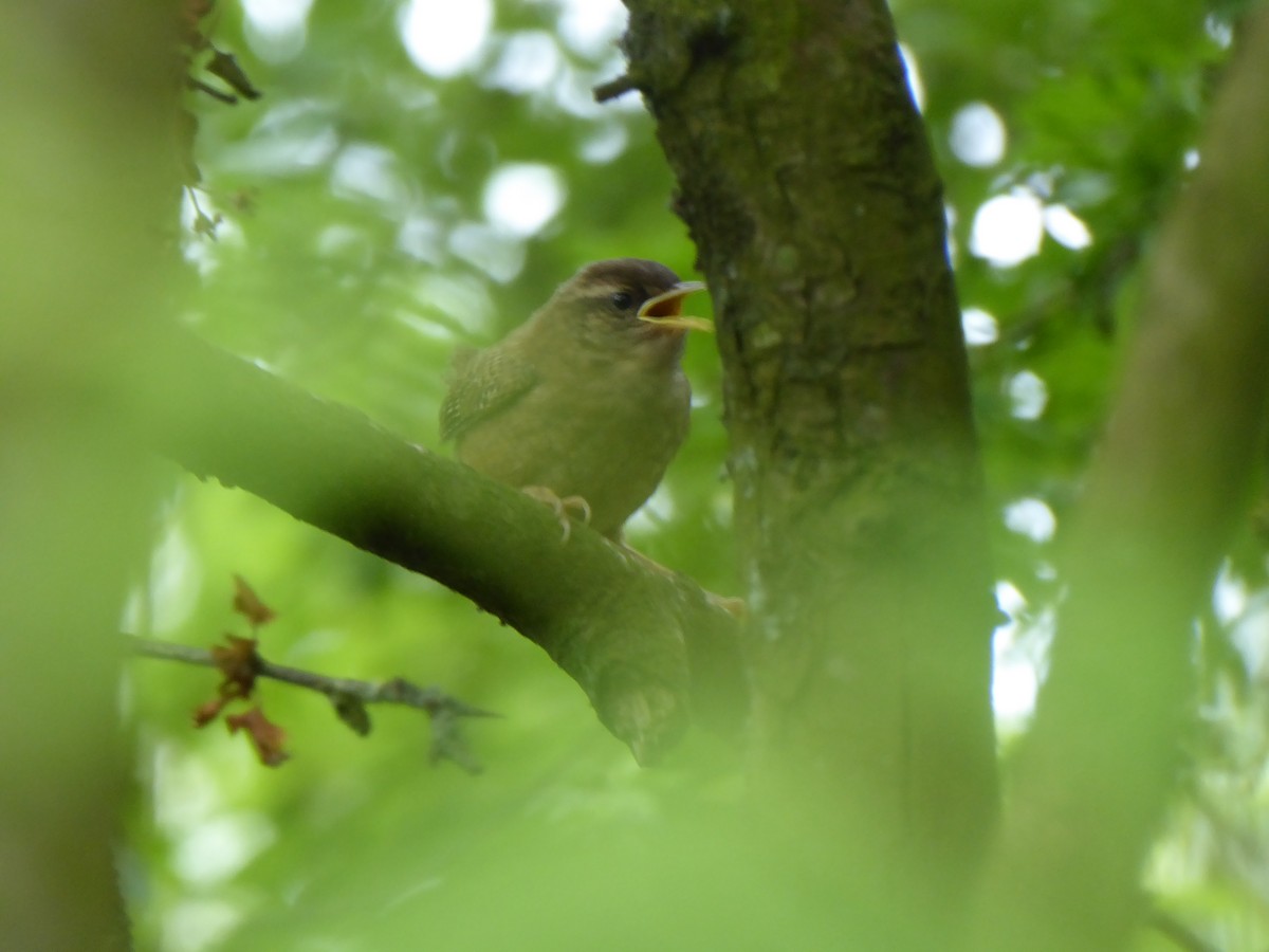 Eurasian Wren - ML620216268