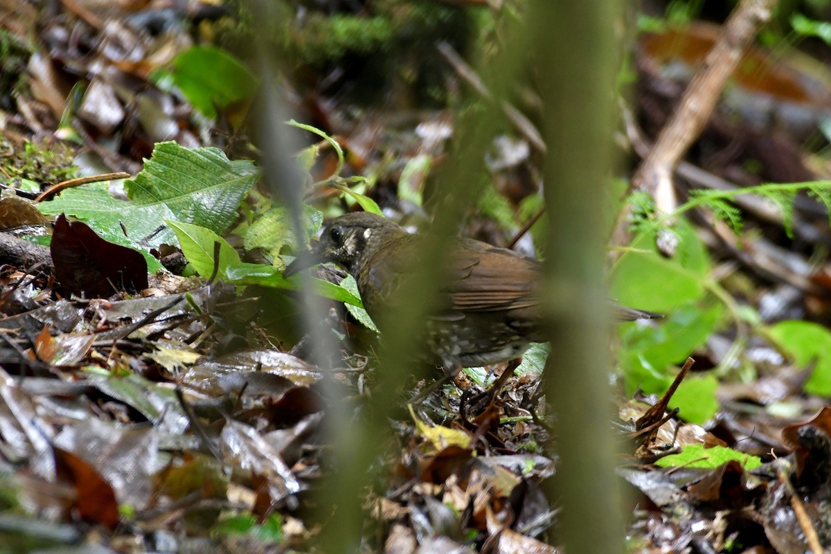 Dark-sided Thrush - ML620216270