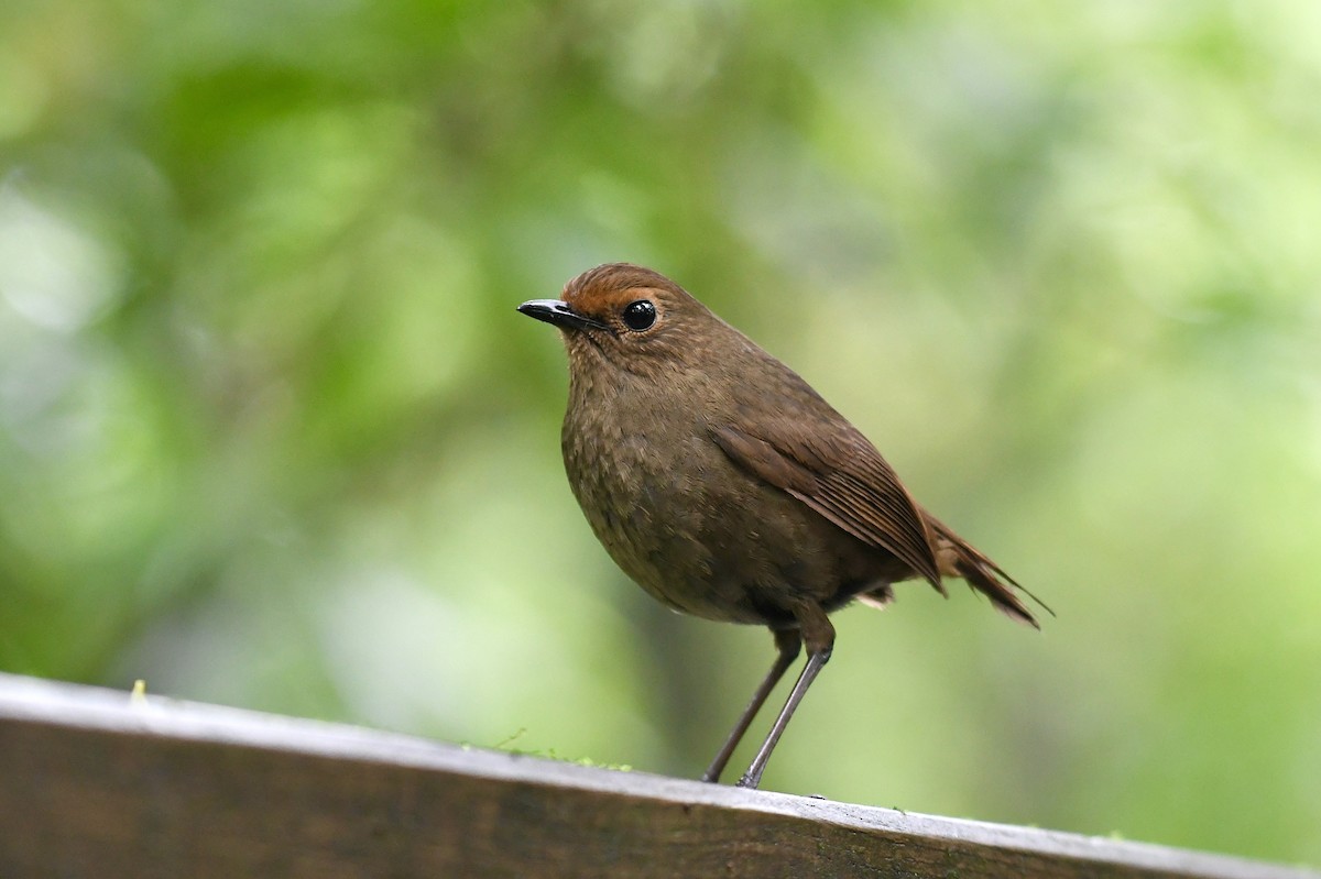 Himalayan Shortwing - ML620216283