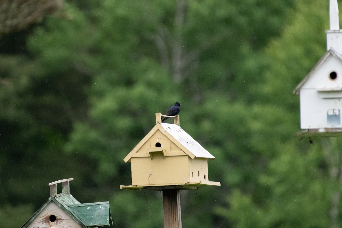 Purple Martin - ML620216286