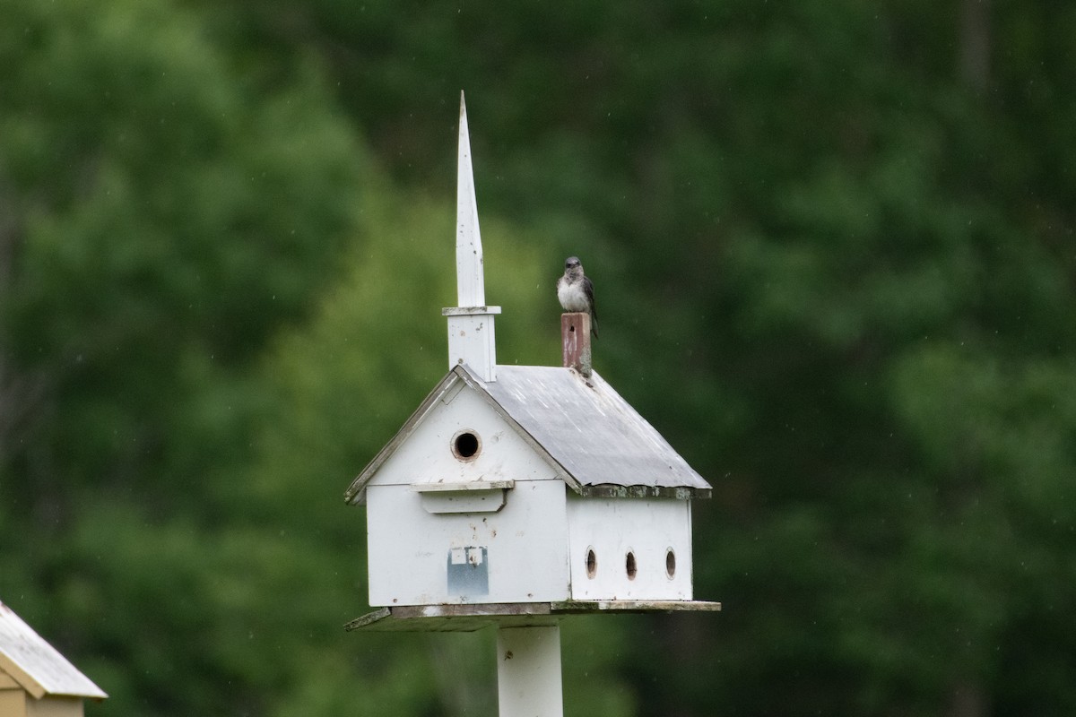 Purple Martin - ML620216287