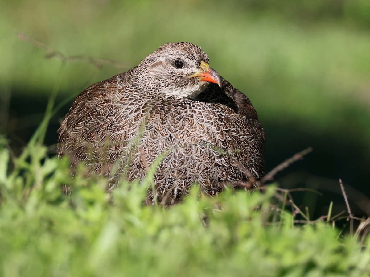 Cape Spurfowl - ML620216288