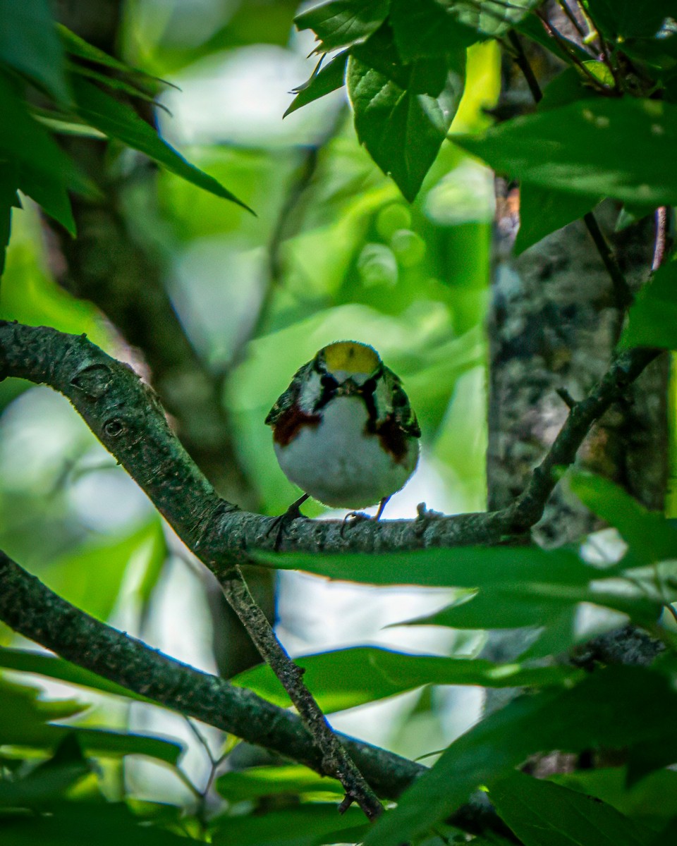 Chestnut-sided Warbler - ML620216300