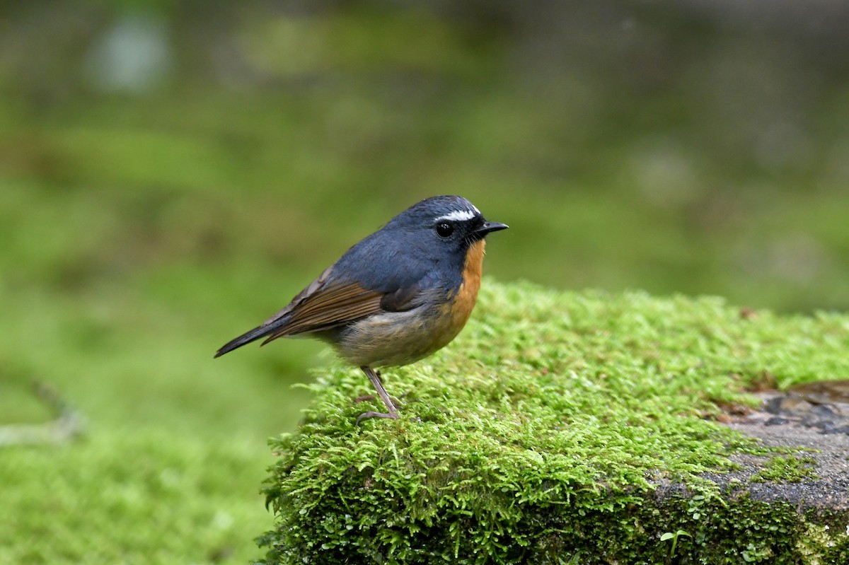 Snowy-browed Flycatcher - ML620216301