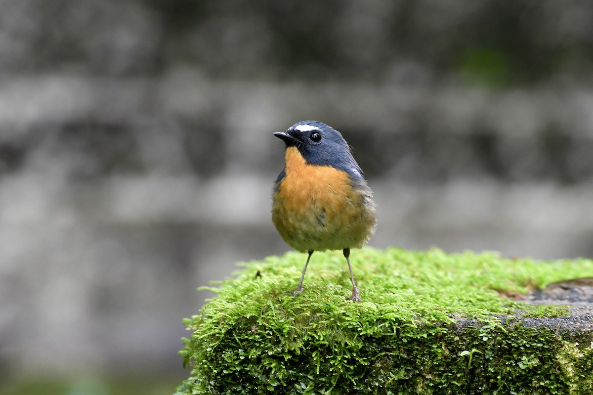 Snowy-browed Flycatcher - ML620216303