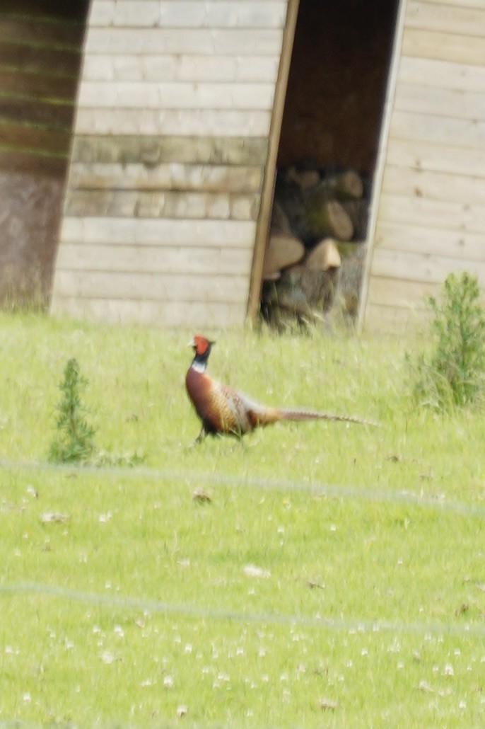 Ring-necked Pheasant - ML620216305