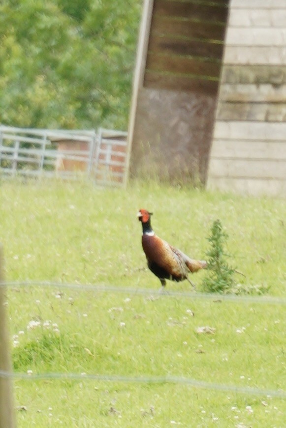 Ring-necked Pheasant - ML620216306