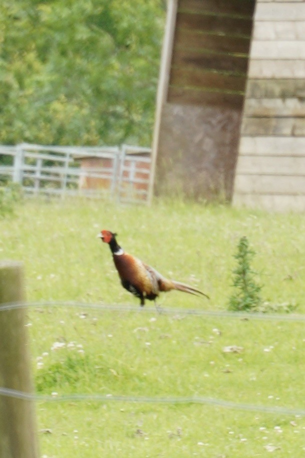 Ring-necked Pheasant - ML620216308