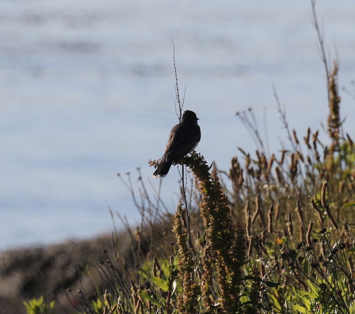 Eastern Kingbird - ML620216309