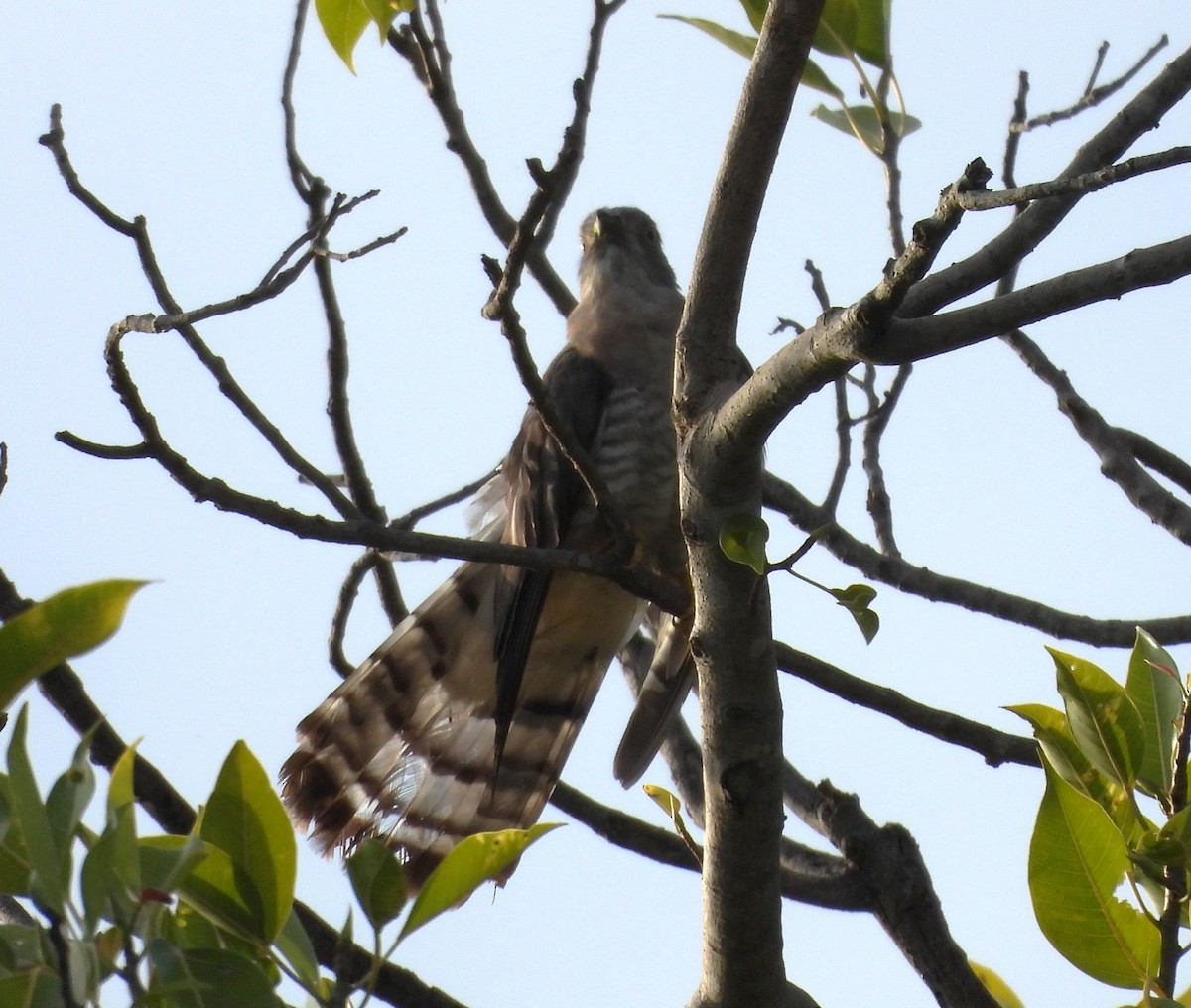 Common Hawk-Cuckoo - ML620216311