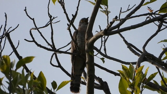 Common Hawk-Cuckoo - ML620216316