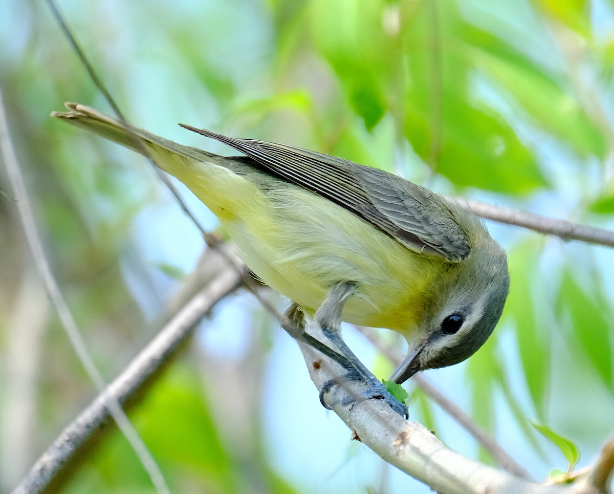 Philadelphia Vireo - ML620216321