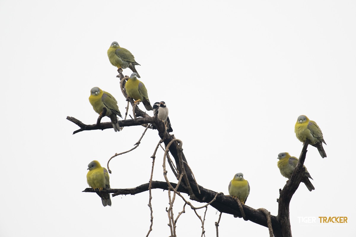 Yellow-footed Green-Pigeon - ML620216324