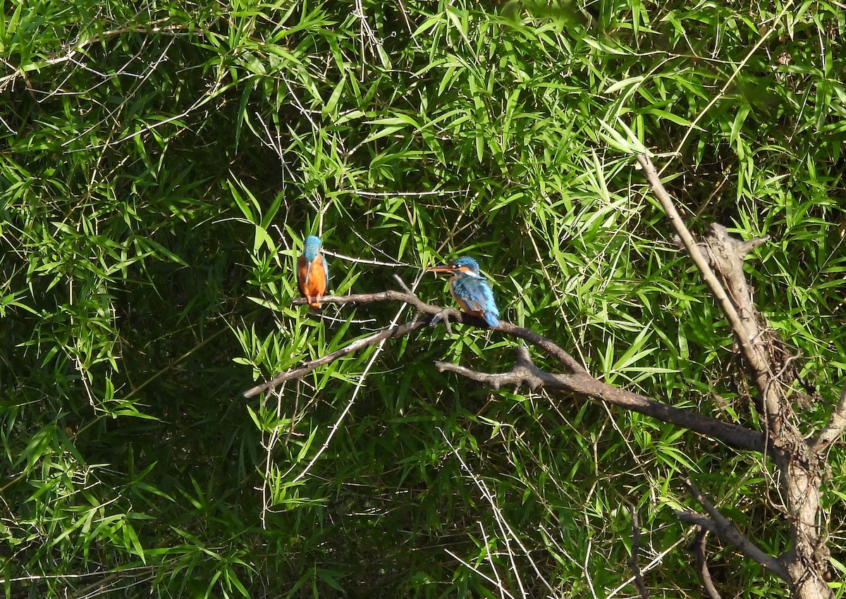 Common Kingfisher - ML620216332