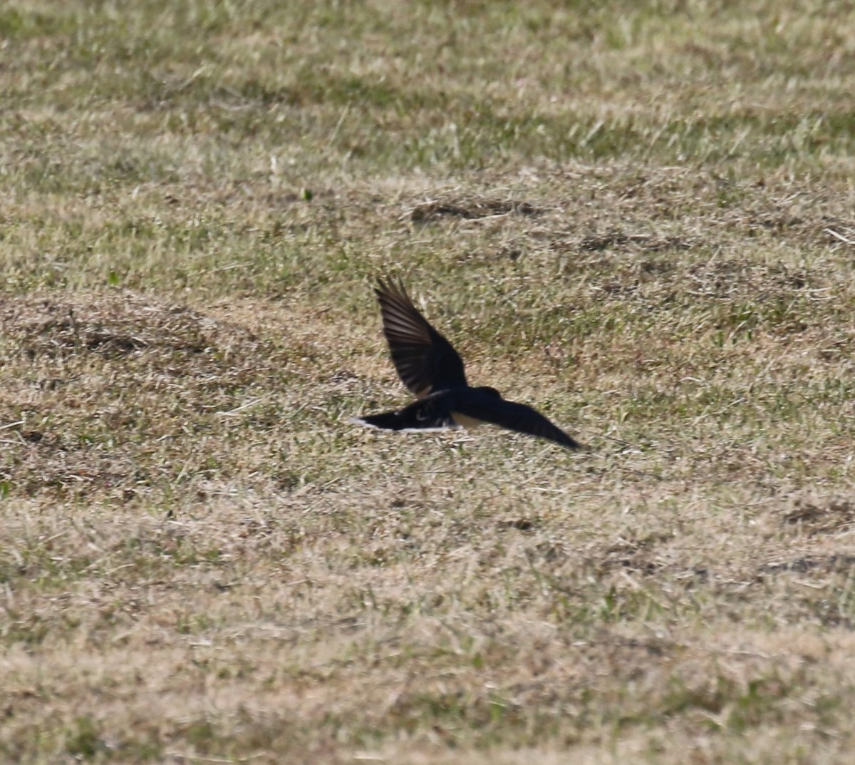 Eastern Kingbird - ML620216334