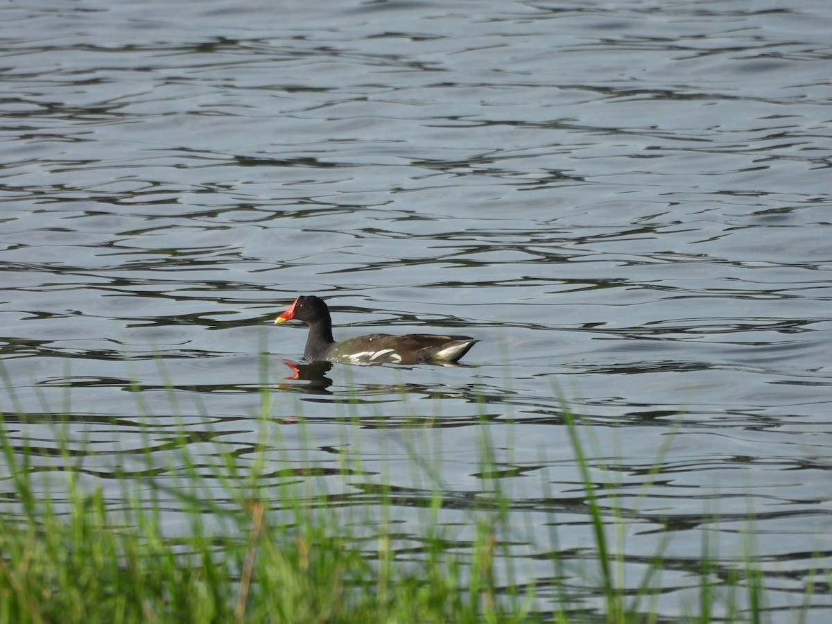 Gallinule poule-d'eau - ML620216353