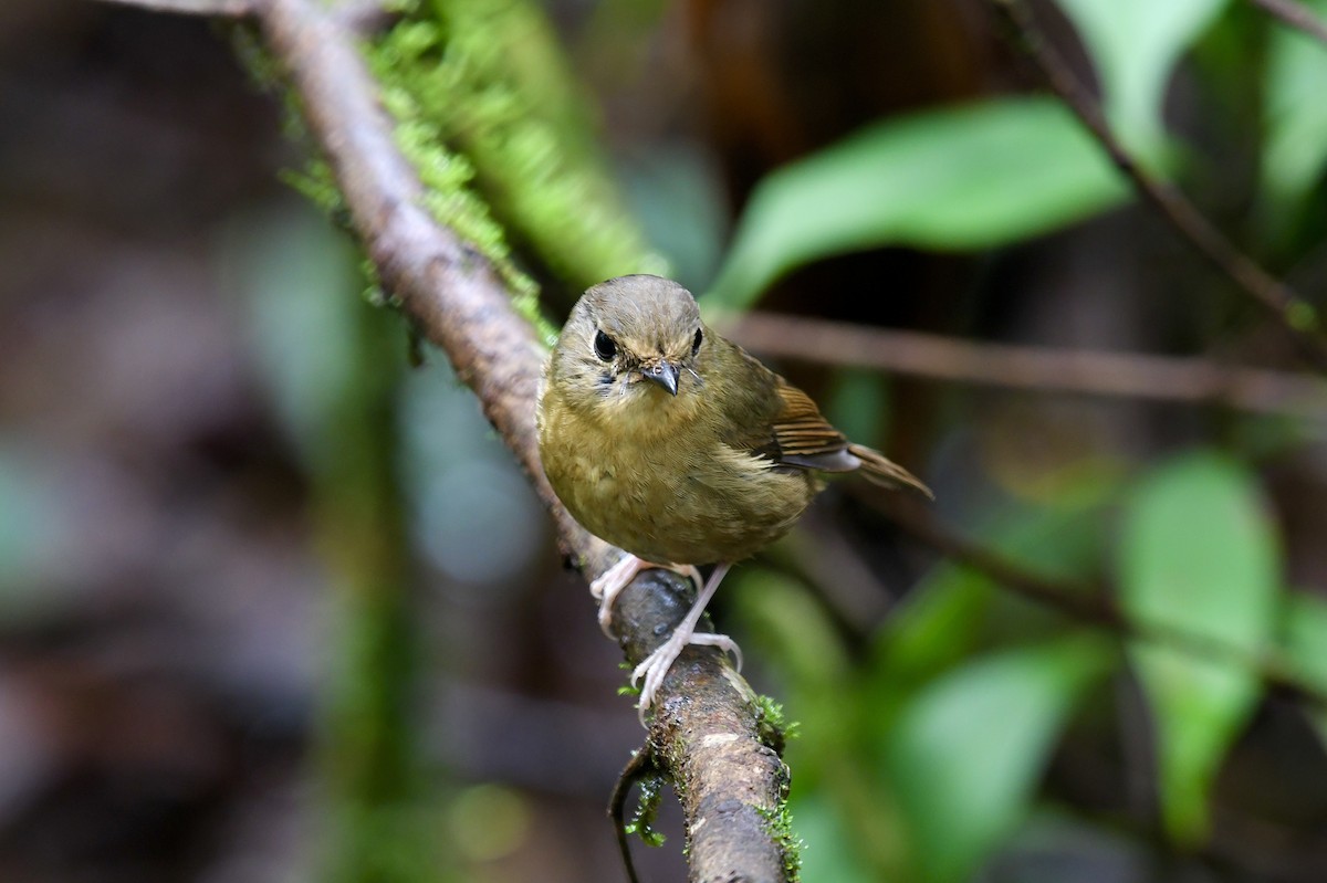 Snowy-browed Flycatcher - ML620216359