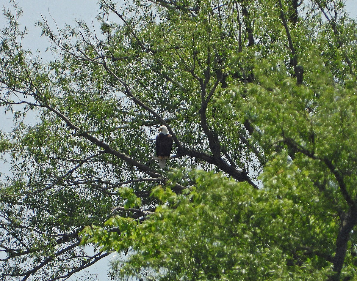 Bald Eagle - Pauline Binetruy