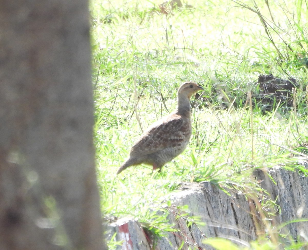 Gray Francolin - ML620216372