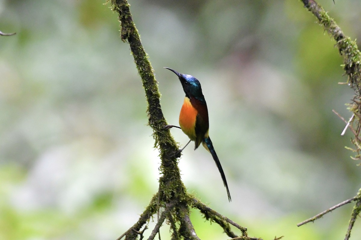 Green-tailed Sunbird - ML620216378