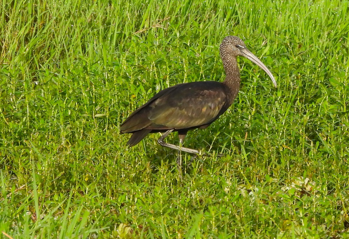 ibis hnědý - ML620216379