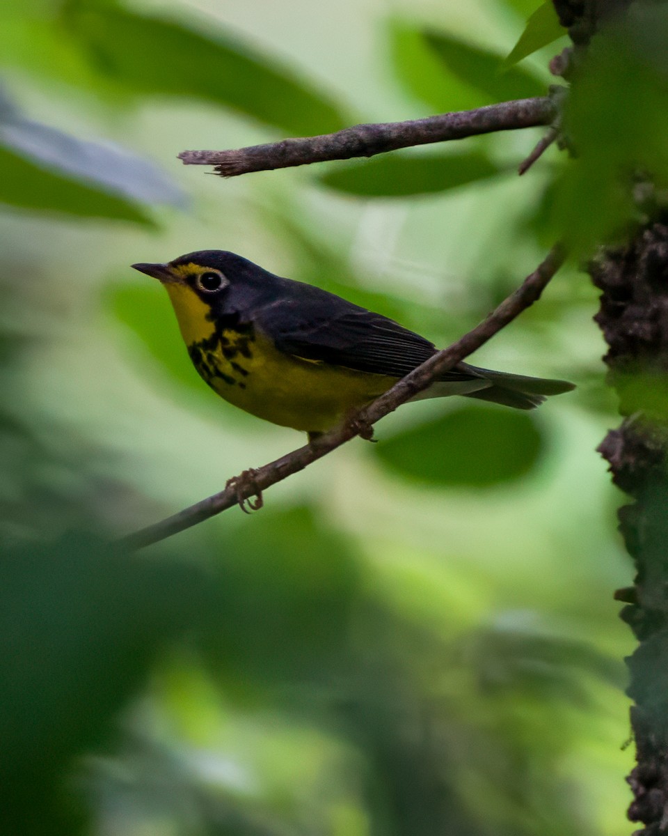 Canada Warbler - ML620216386