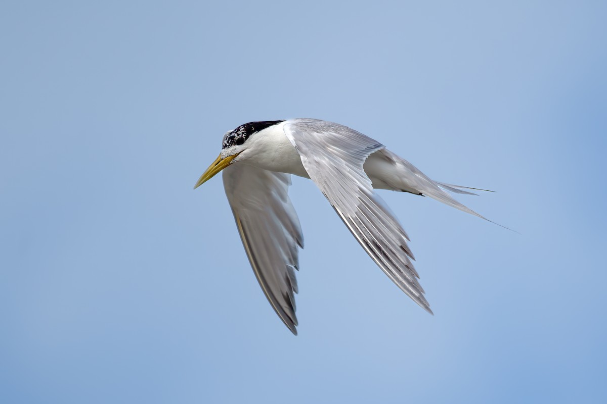 Great Crested Tern - ML620216390