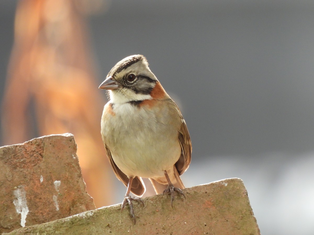 Rufous-collared Sparrow - ML620216391