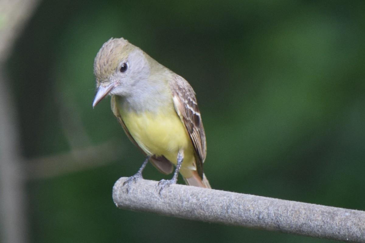 Great Crested Flycatcher - ML620216392