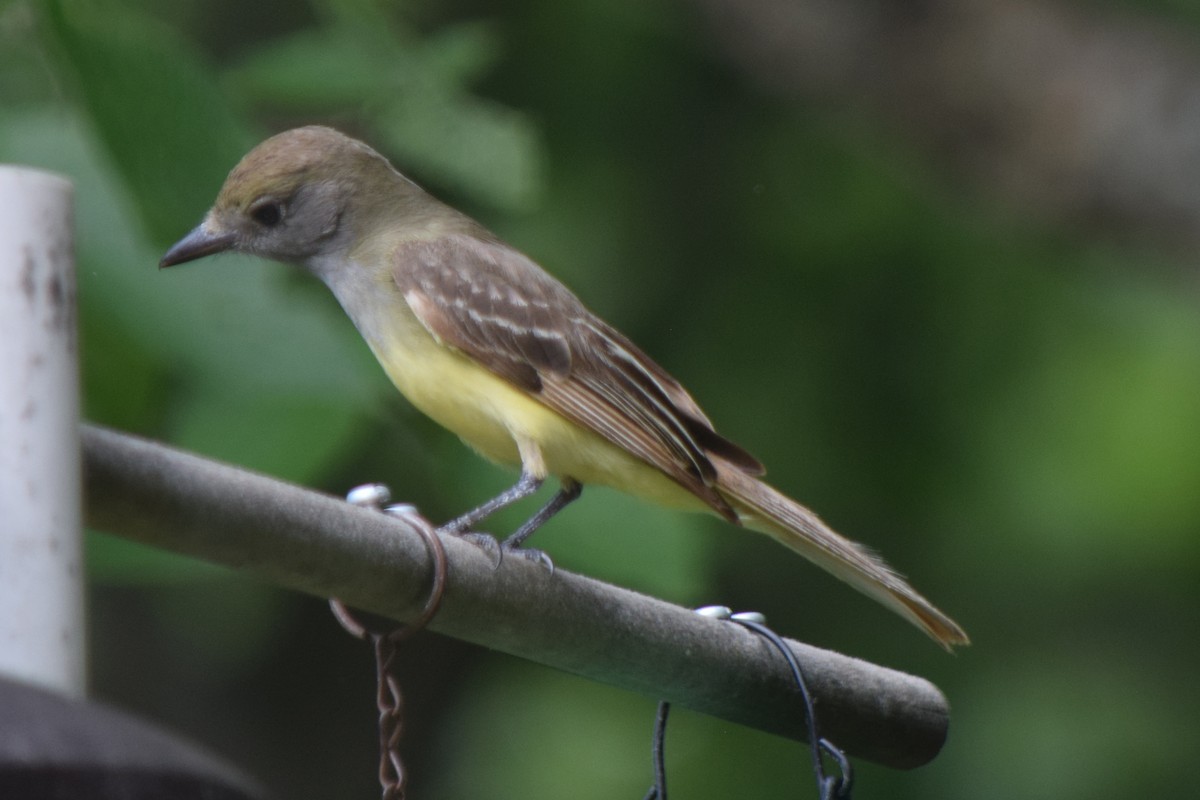 Great Crested Flycatcher - ML620216393