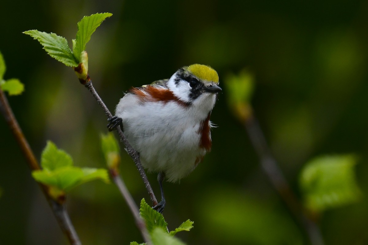 Chestnut-sided Warbler - ML620216402