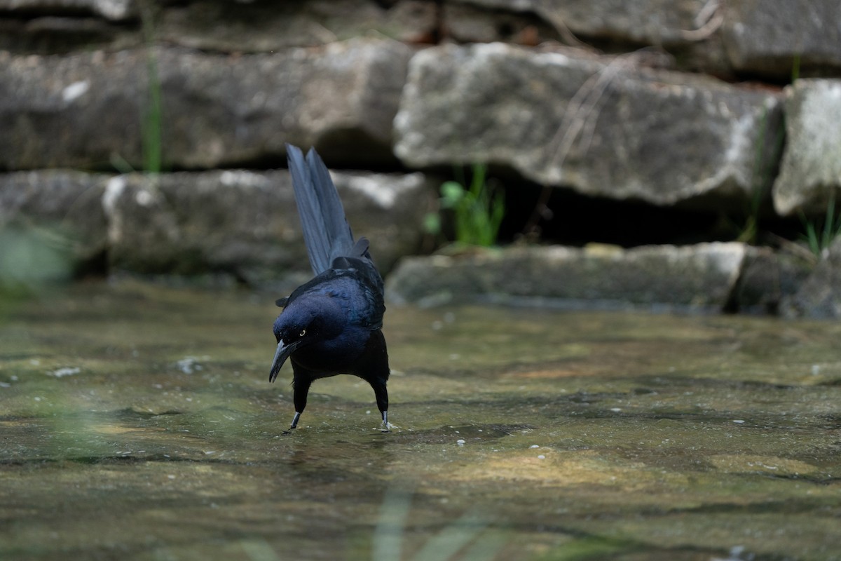 Great-tailed Grackle - ML620216404