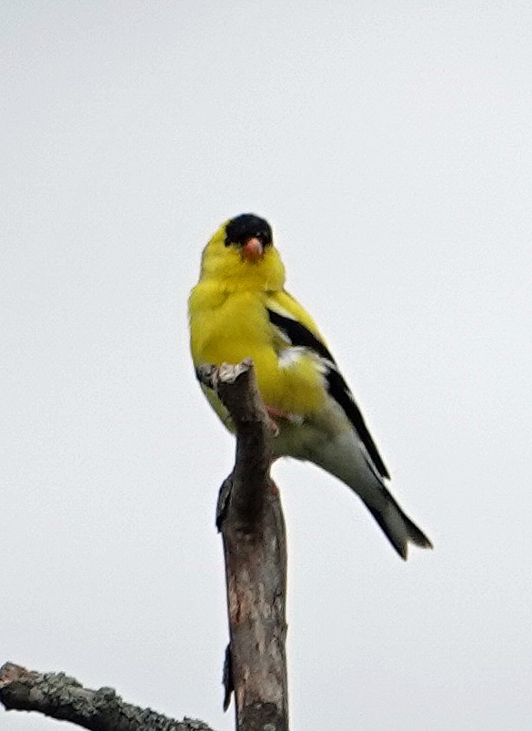 Chardonneret jaune - ML620216405