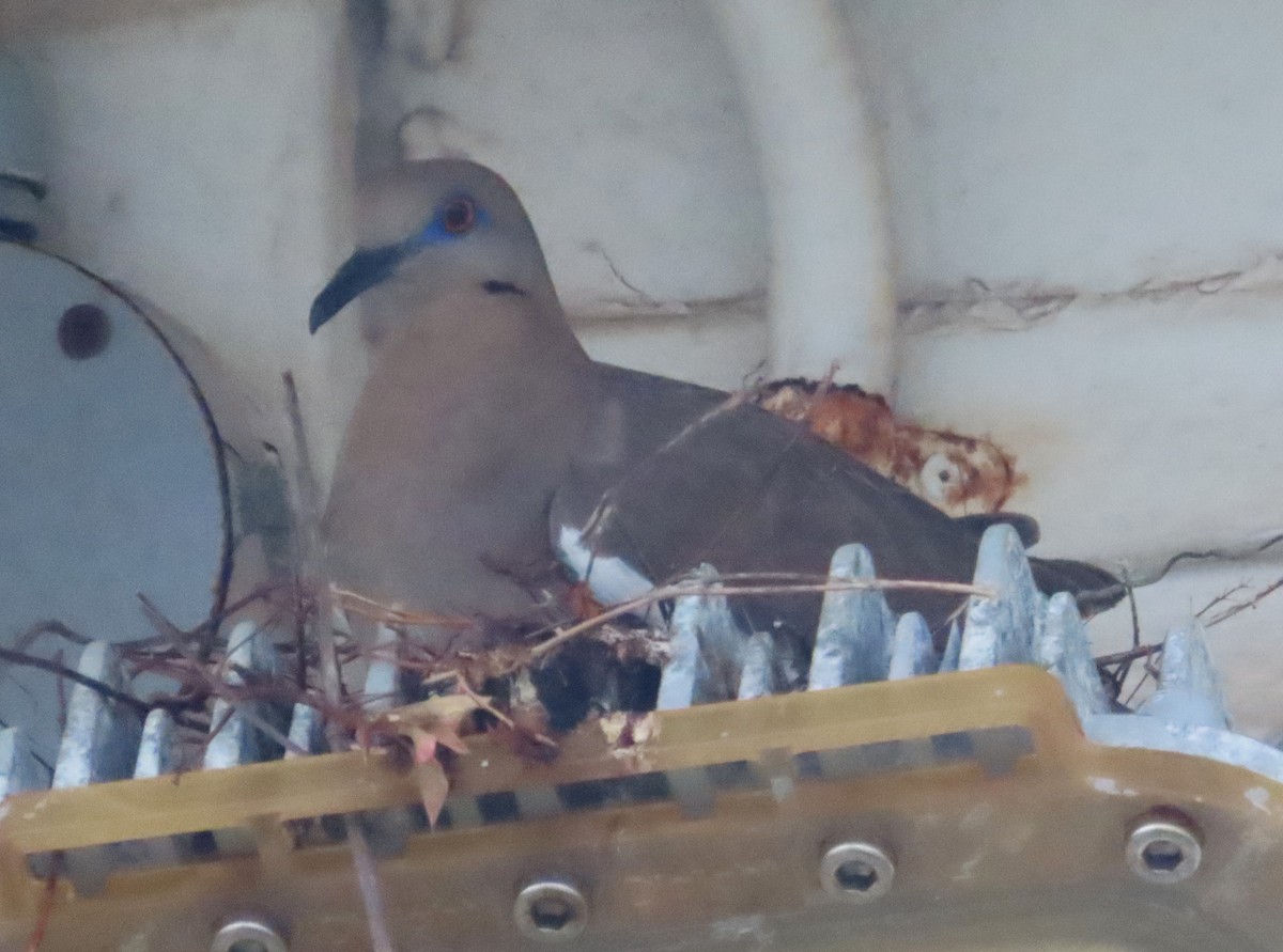 White-winged Dove - ML620216406