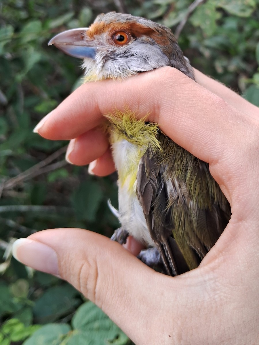 Rufous-browed Peppershrike - ML620216412