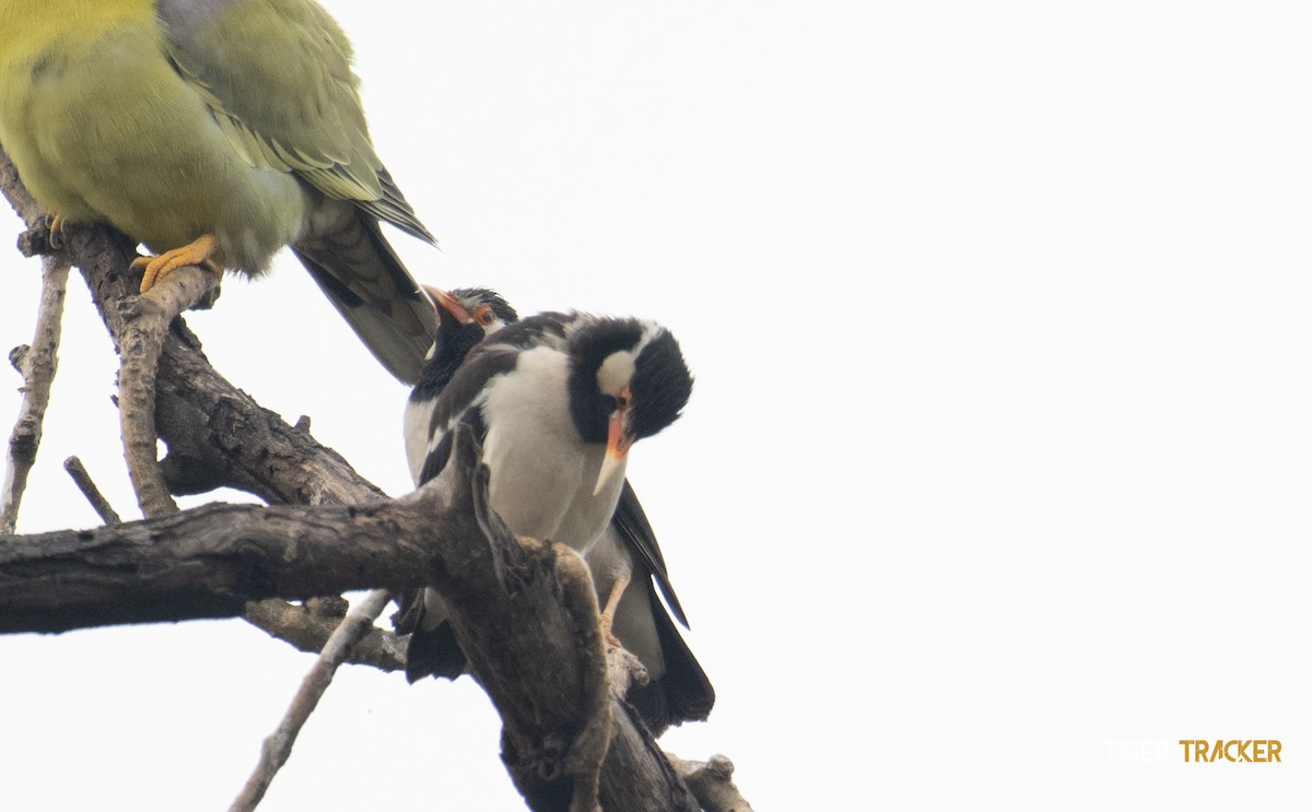 Indian Pied Starling - ML620216414