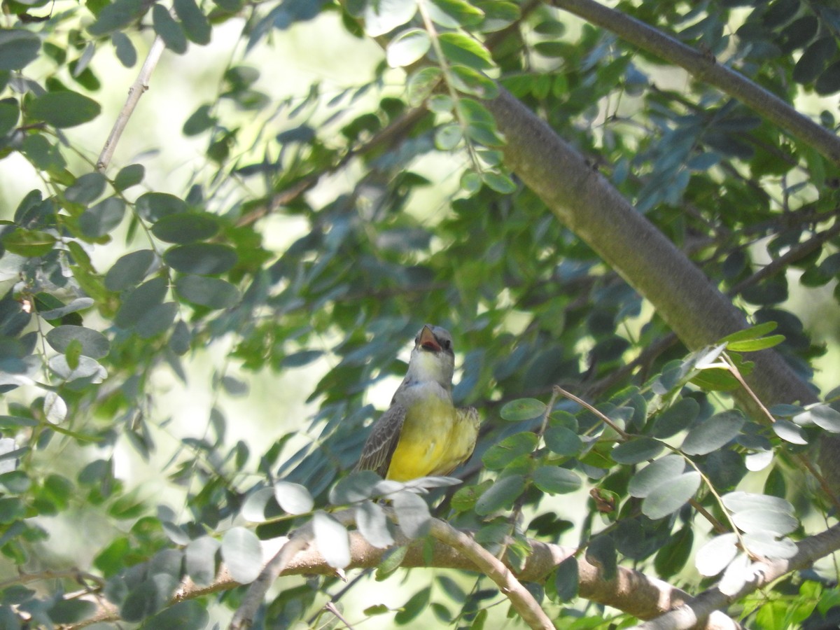 Tropical Kingbird - ML620216429