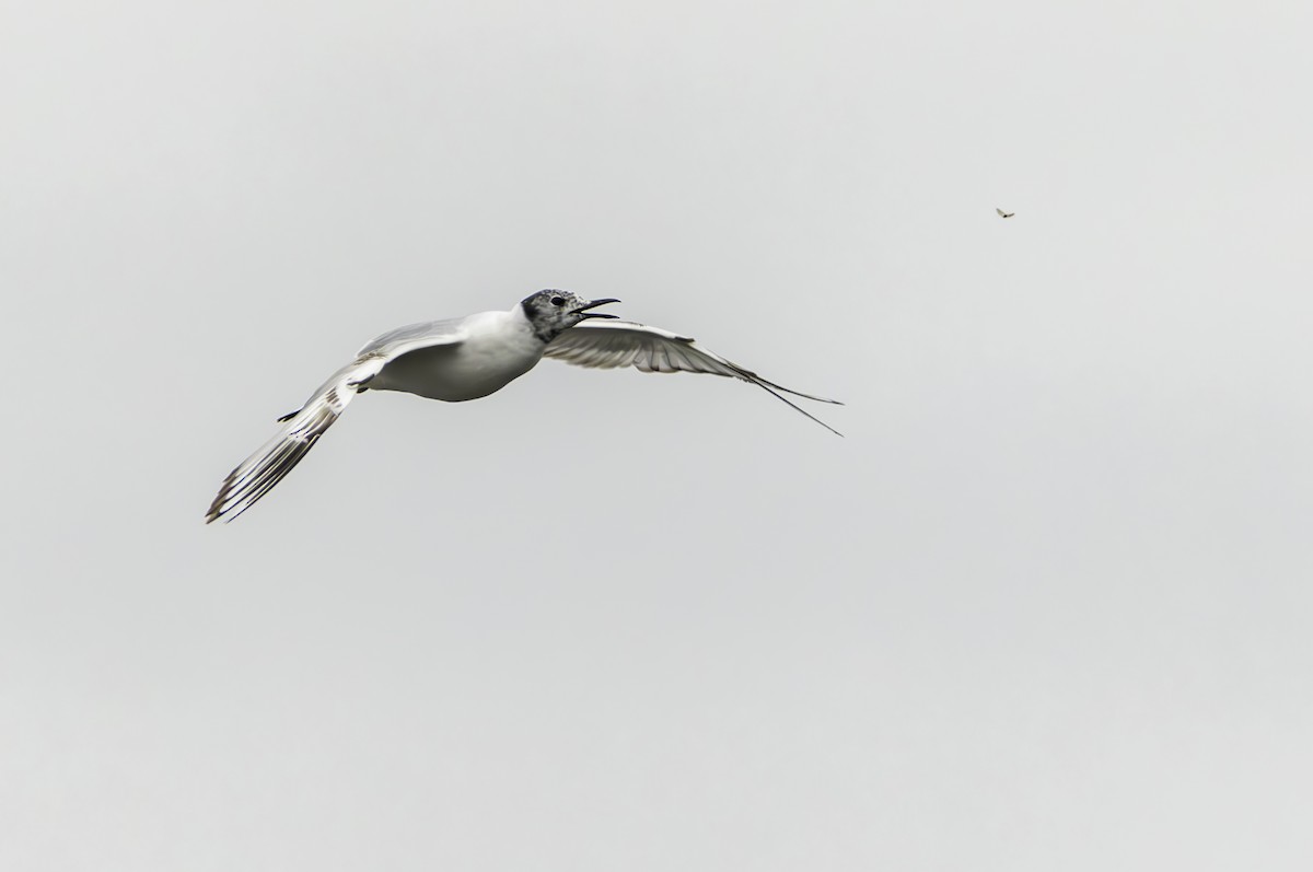 Bonaparte's Gull - ML620216437