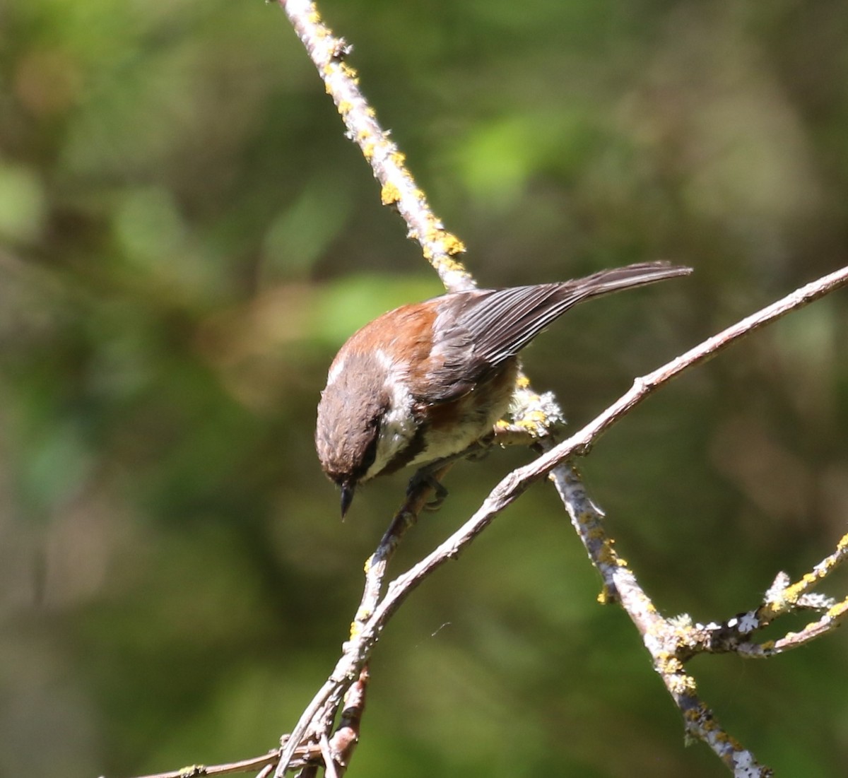 Mésange à dos marron - ML620216438