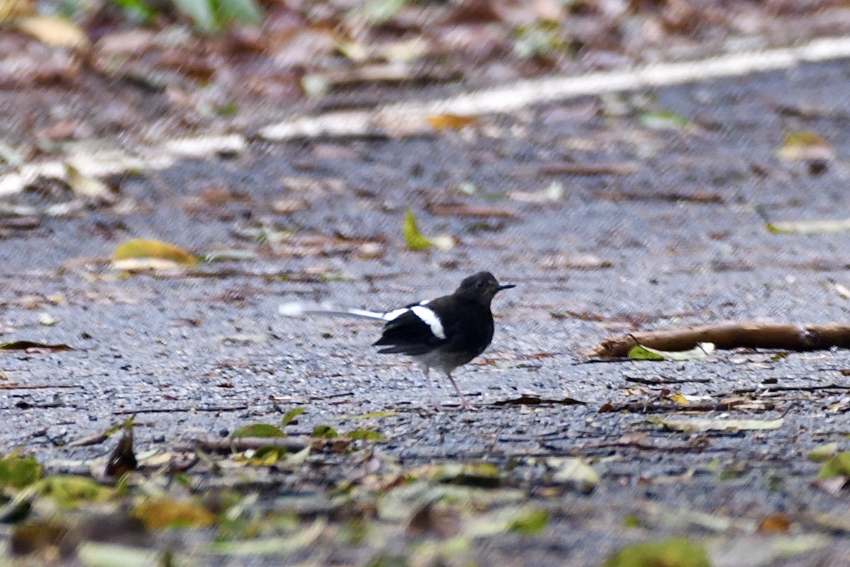 White-crowned Forktail (Northern) - ML620216439