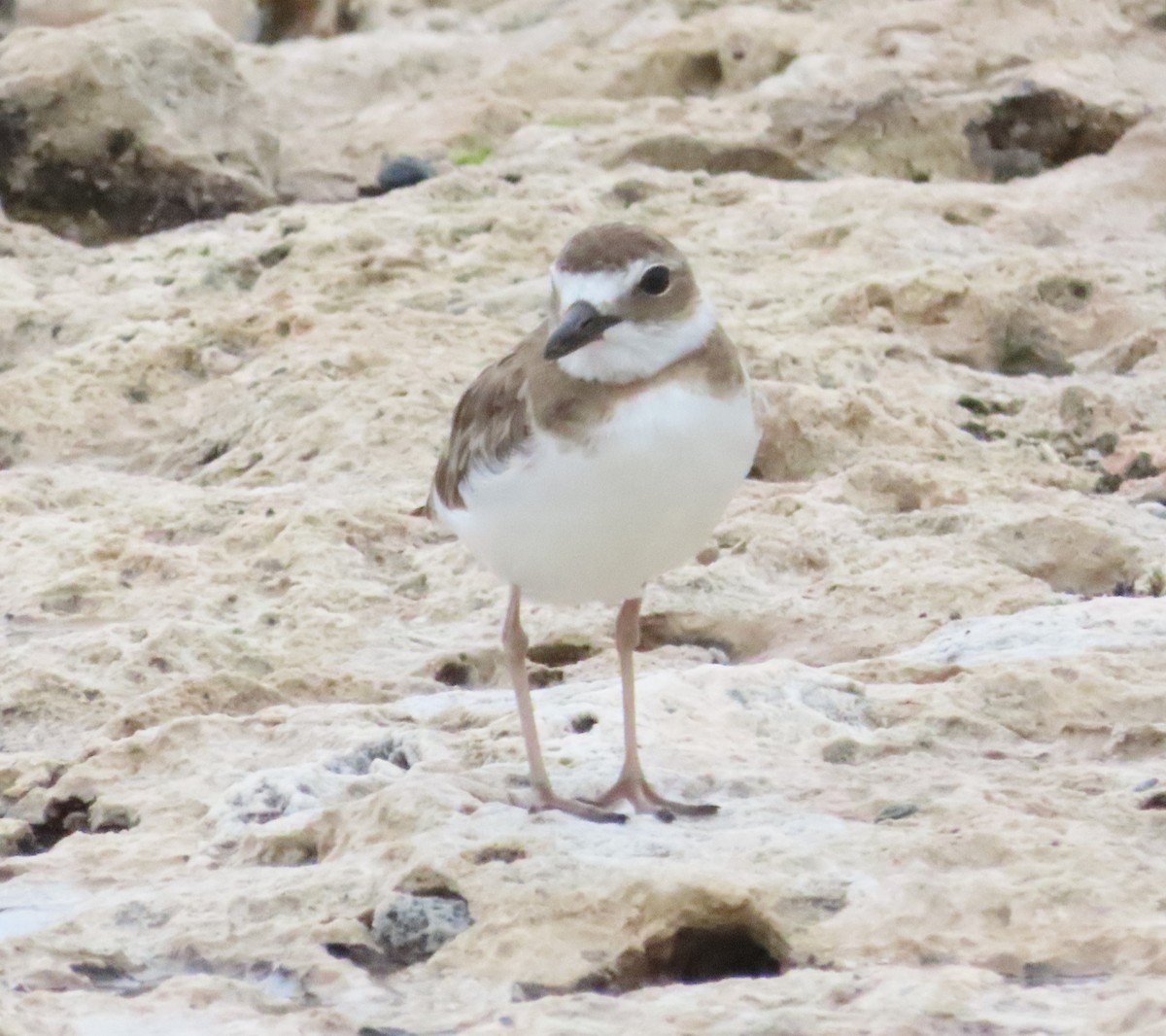 Wilson's Plover - ML620216445