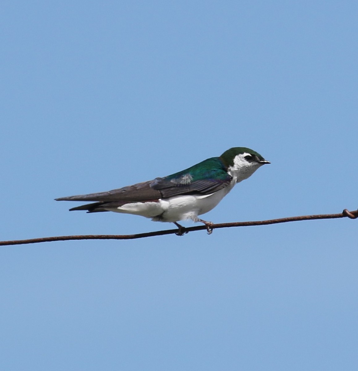 Violet-green Swallow - Bradley Waggoner