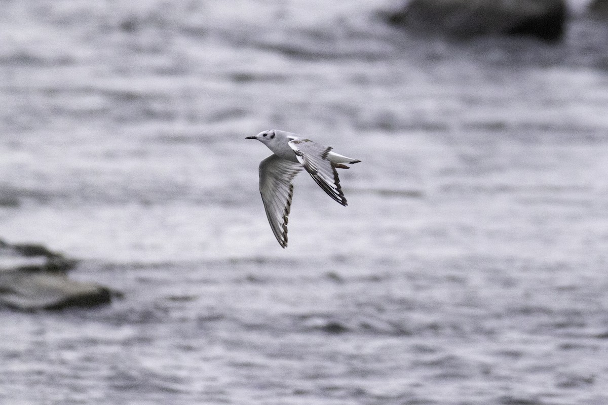 Bonaparte's Gull - ML620216449