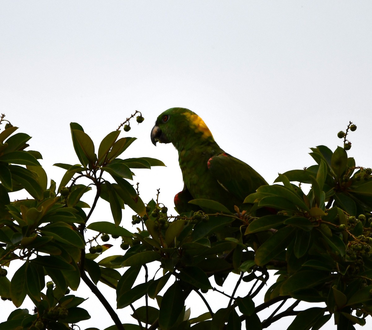 Yellow-naped Parrot - ML620216451