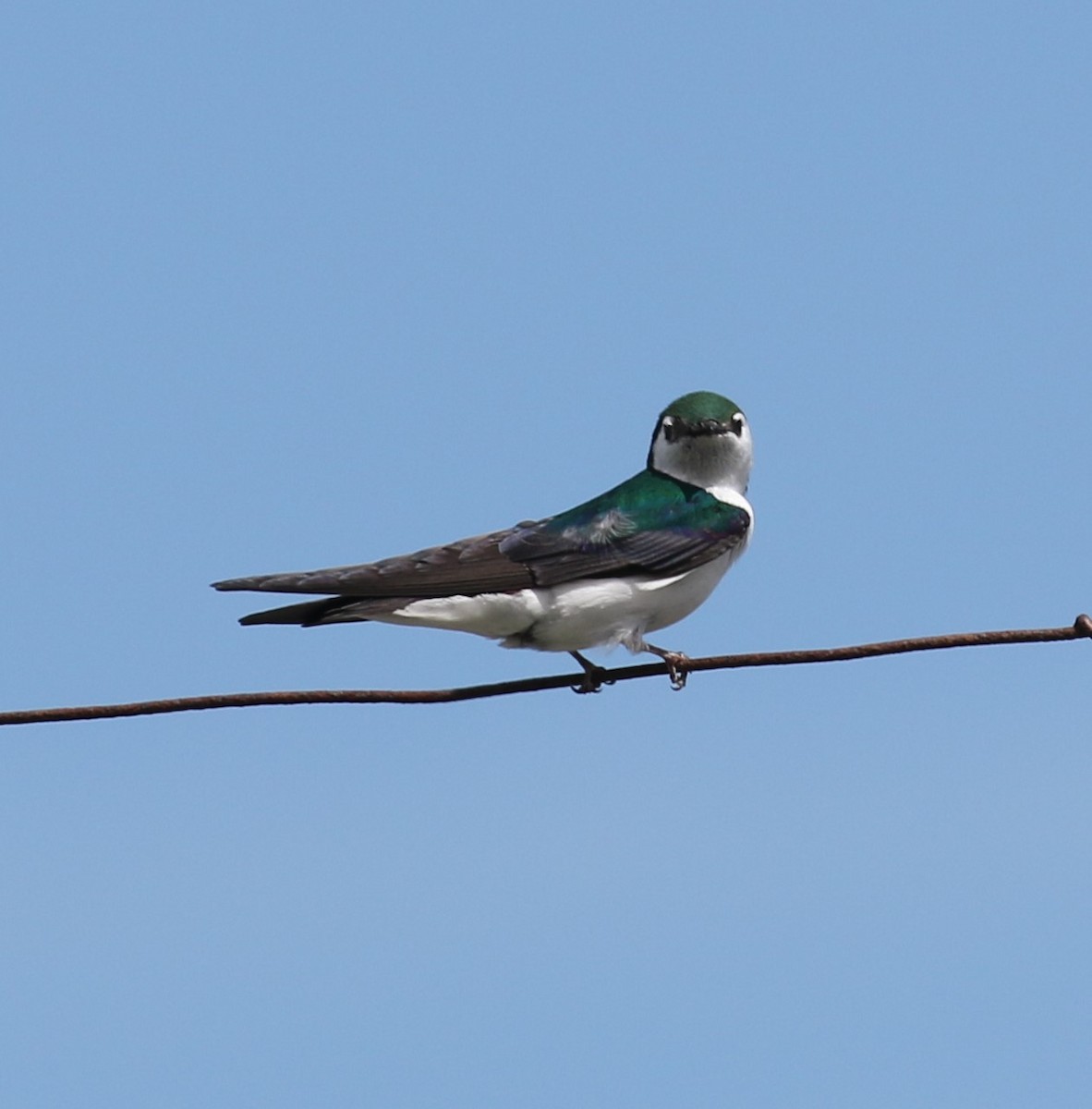Violet-green Swallow - ML620216453