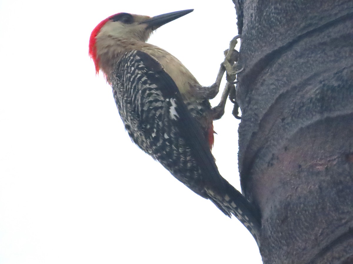 West Indian Woodpecker - ML620216460