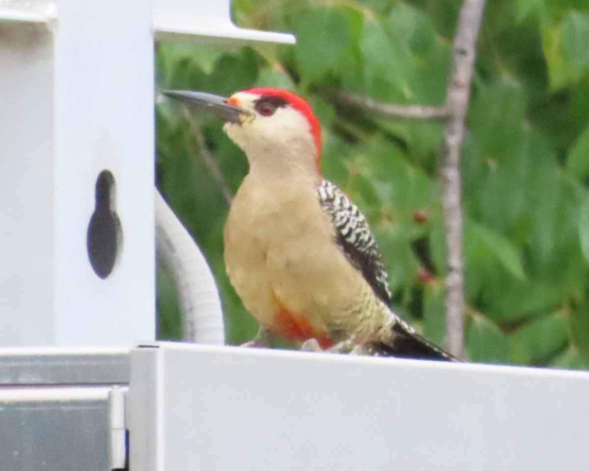 West Indian Woodpecker - ML620216461